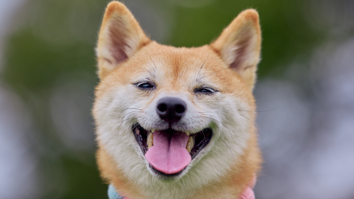 A happy dog enjoying life — PawMazing Life