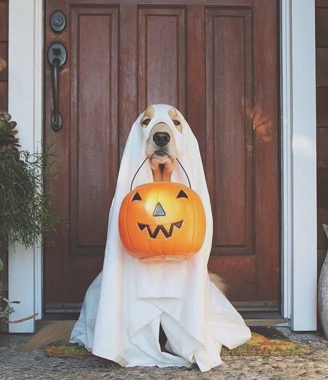 1. Classic White Ghost with Jack O Lantern Candy Bucket