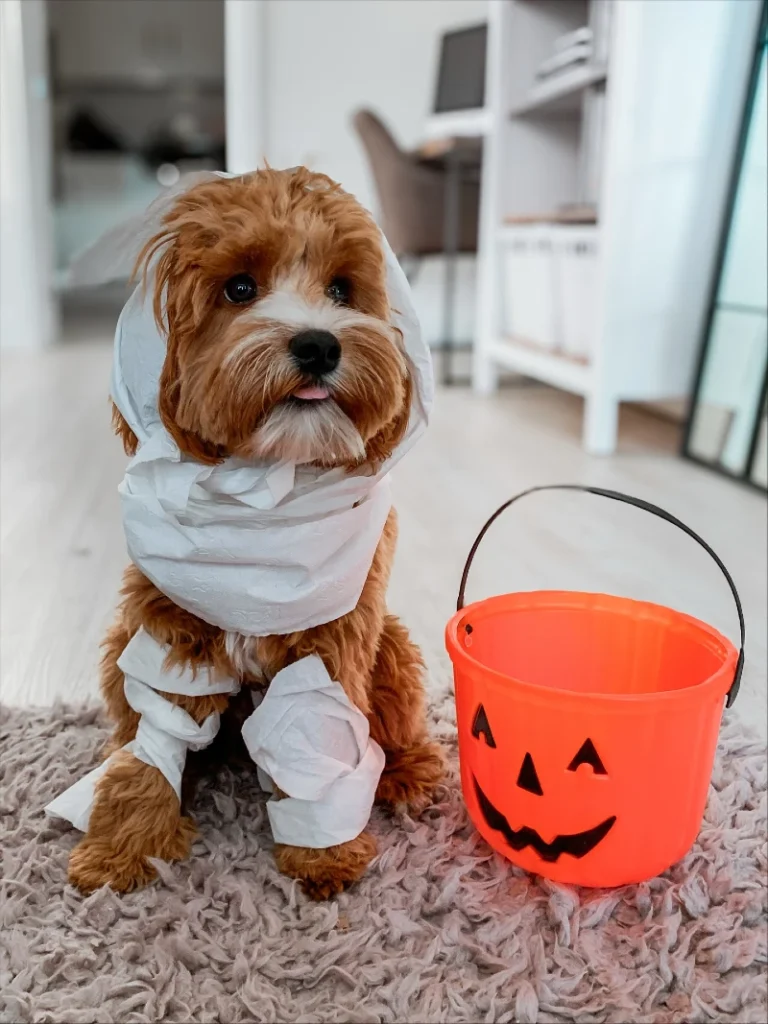 1. Mummy Wrapped Costume with Pumpkin Bucket on a Small Brown Puppy
