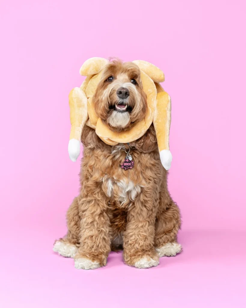 1. Plush Turkey Drumstick Hat on Golden Doodle Festive Look