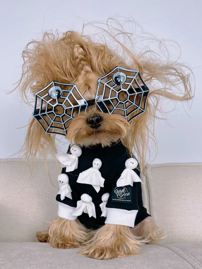 1. Spider Web Sunglasses with Ghost Shirt on a Small Yorkshire Terrier