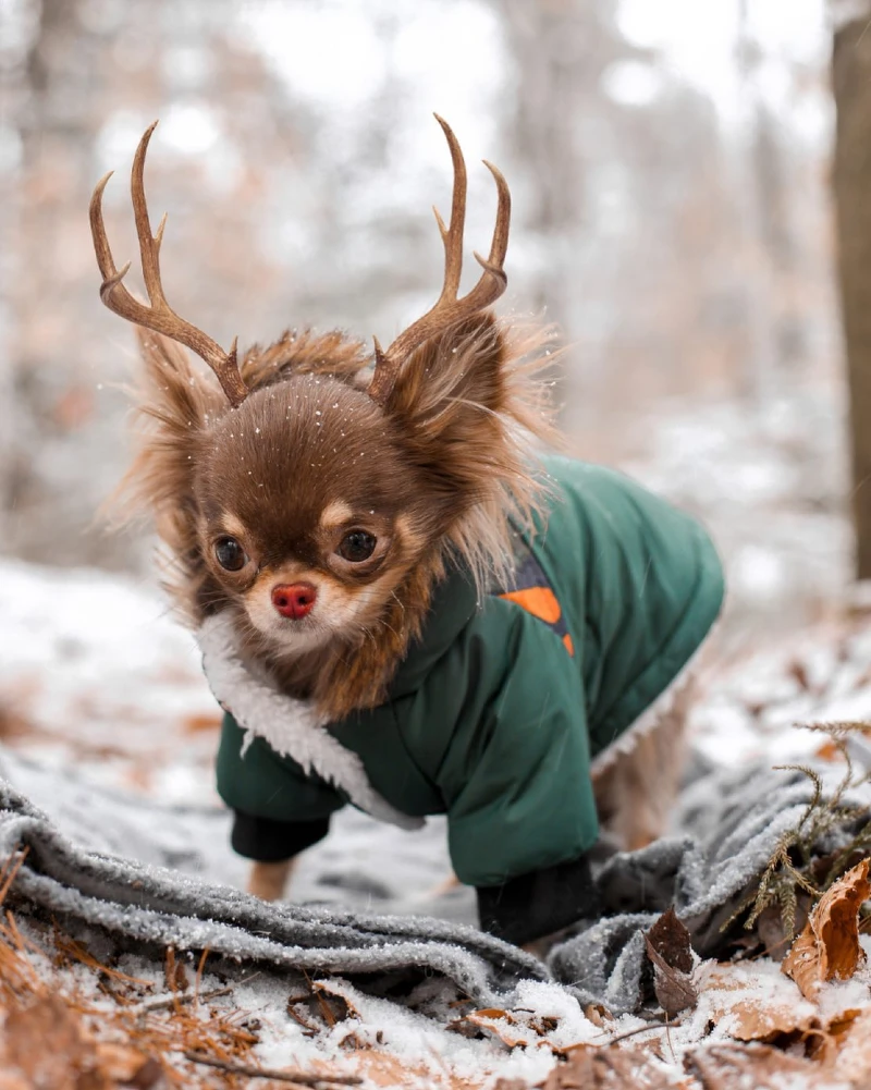 10. Antler Headband Green Winter Jacket Chihuahua Standing in Snowy Forest Scene