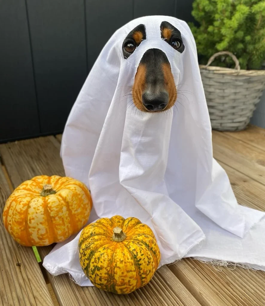10. Classic Ghost Sheet Look with Pumpkin Props on a Dachshund
