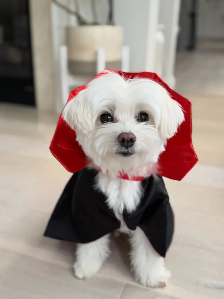 10. Classic Vampire Cape with Bold Red Collar