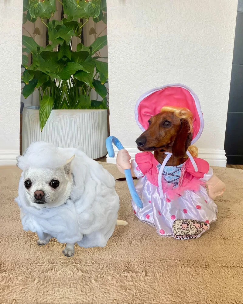 10. Cloud Sheep Wrap Costume on White Chihuahua Beside Victorian Maid Dress Outfit on Dachshund