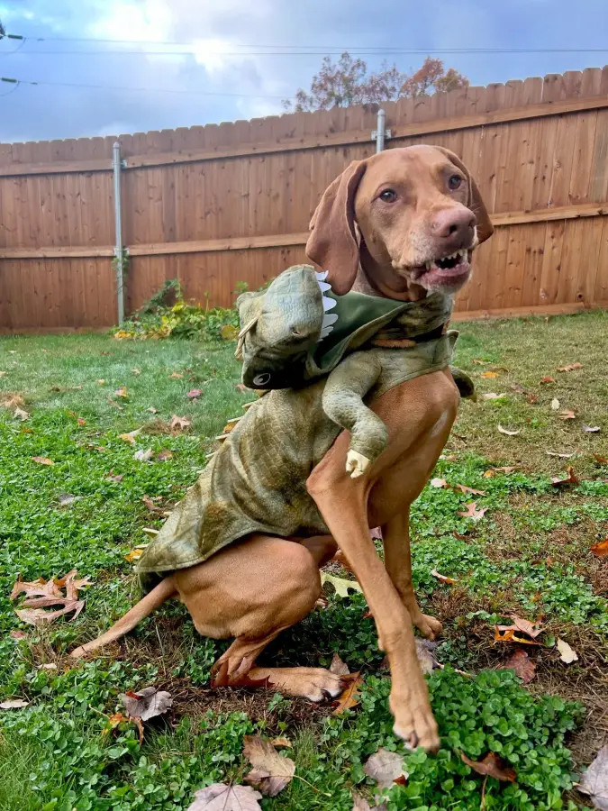11. Green Scaly Dinosaur Costume on a Grinning Vizsla