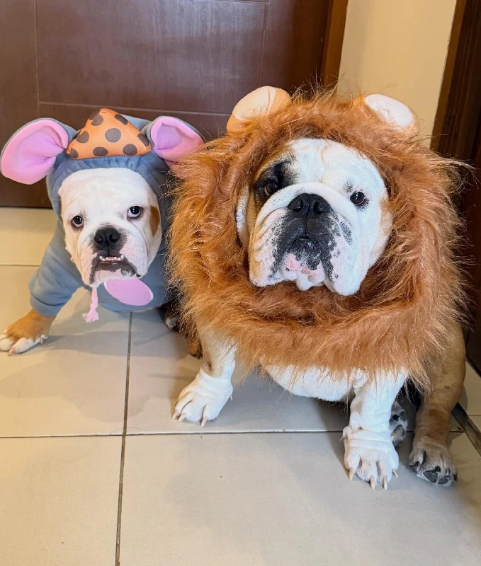 11. Lion Mane Costume Bulldog with Mouse Outfit Companion Duo on Indoor Floor