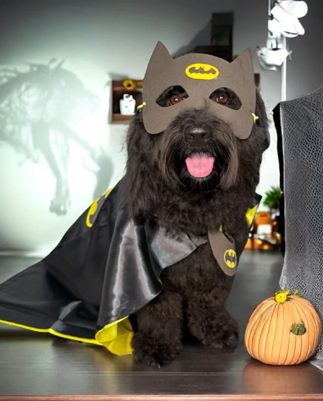 12. Batman-inspired Mask and Cape with Halloween Pumpkins 
