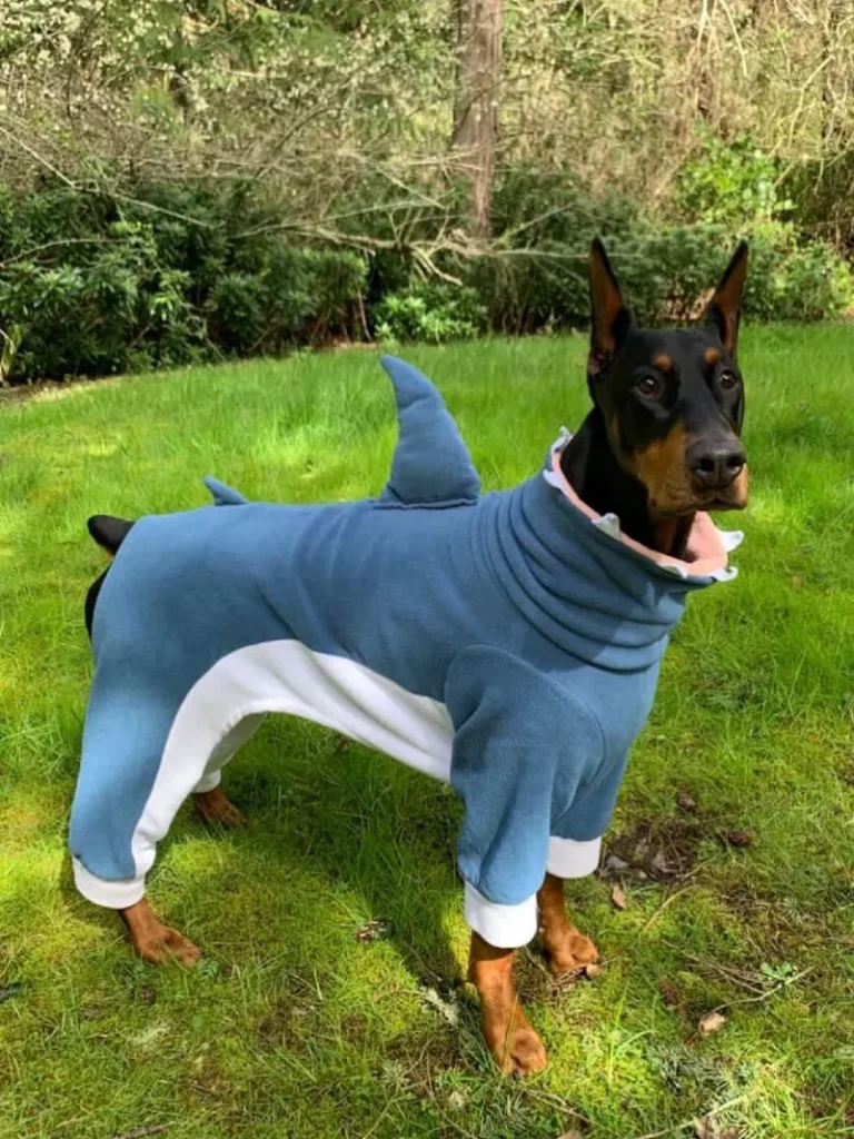 12. Blue Shark Full-Body Costume on Doberman Standing in Green Garden Lawn