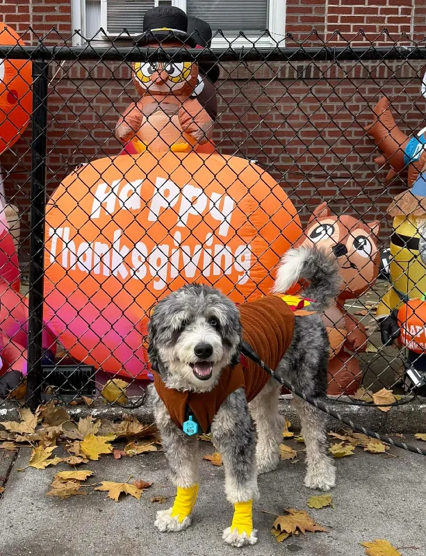 12. Brown Knit Sweater with Yellow Paw Wraps on Bernedoodle