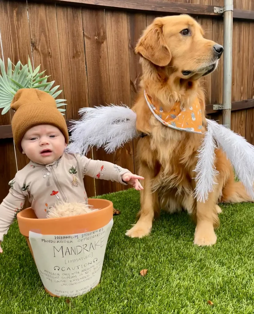 12. Feather Wing Golden Retriever Beside a Mandrake Plant Costume