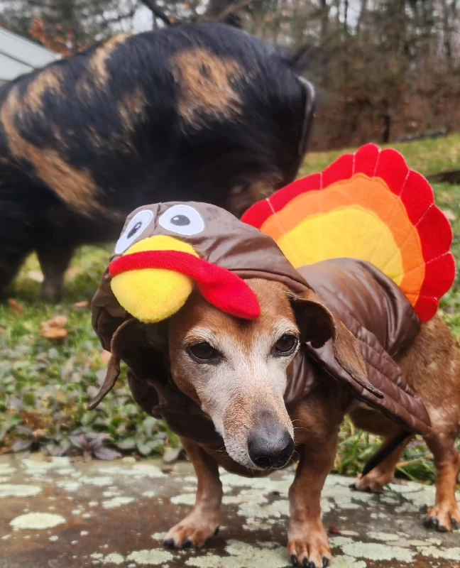 12. Turkey Hood Cape Costume with Feather Fan Back on a Calm Dachshund