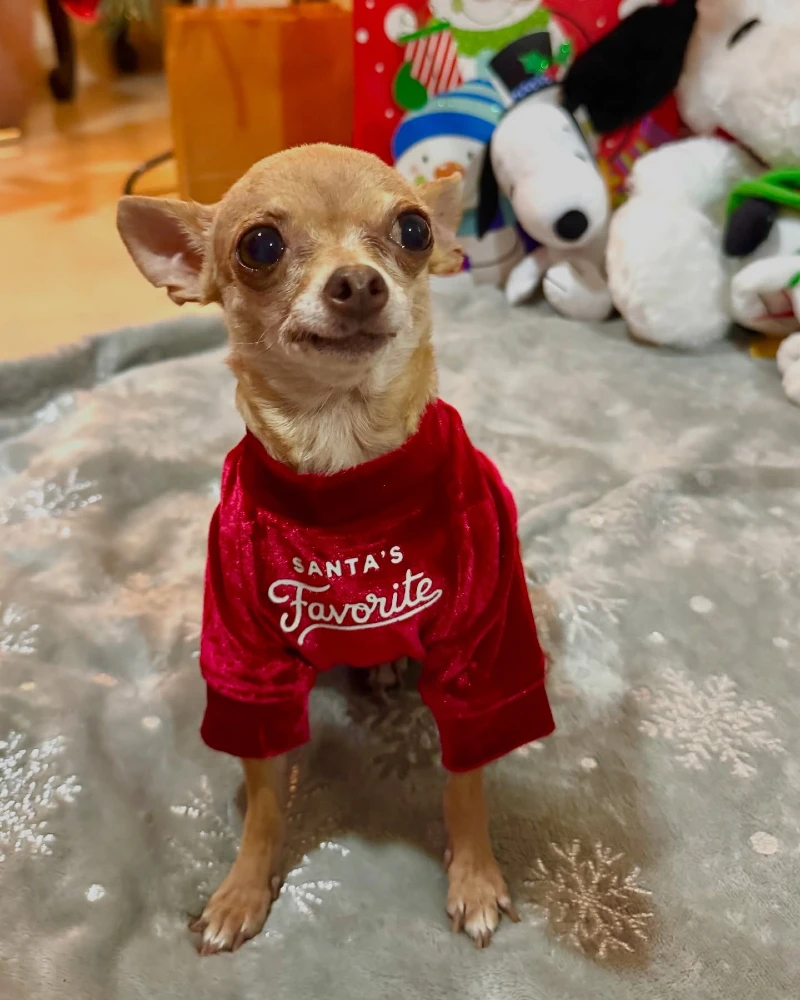12. Velvet Red βSantaβs Favoriteβ Shirt Chihuahua Sitting on Snowflake Blanket Indoors