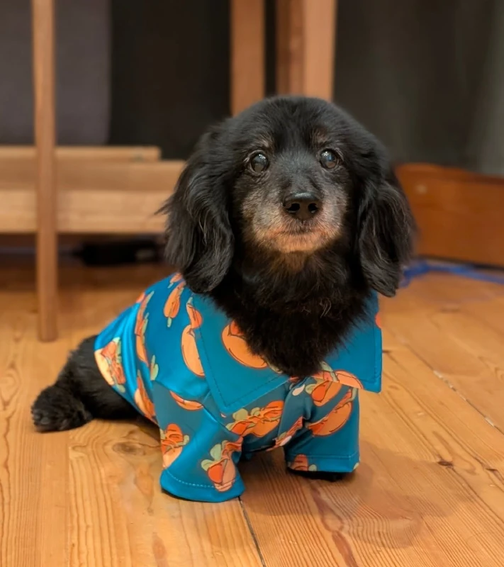 13. Pumpkin Print Button-Up Shirt on Black Dachshund Sitting on Wooden Floor Indoors