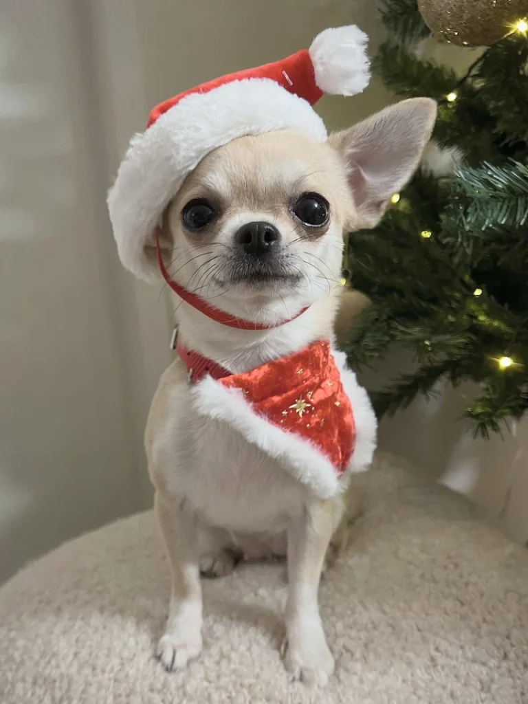 13. Santa Hat and Red Velvet Bandana Chihuahua Sitting Beside Christmas Tree Indoors