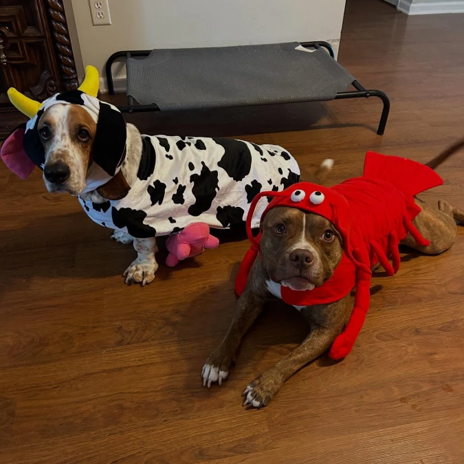 Spotted Cow Suit on a Basset Hound and Red Lobster Outfit on a Pitbull