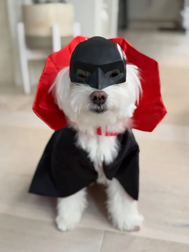 13. Vampire Mask Cape Costume with Red Bat Collar on White Maltese