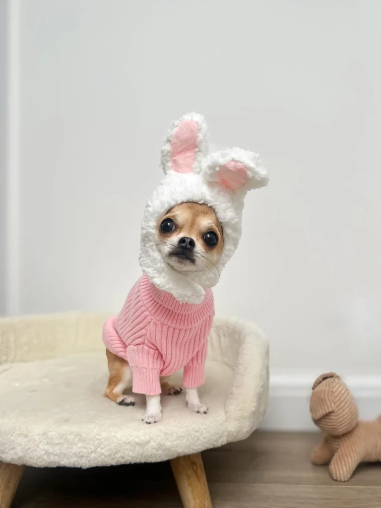 14. Bunny Ear Hood Pink Knit Sweater Chihuahua Sitting on Cozy Chair Indoors