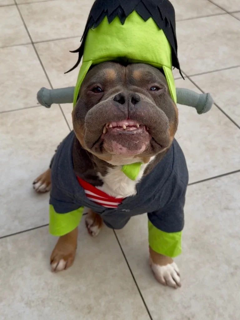 14. Frankenstein Monster Costume with Neon Green Headpiece on a Bulldog