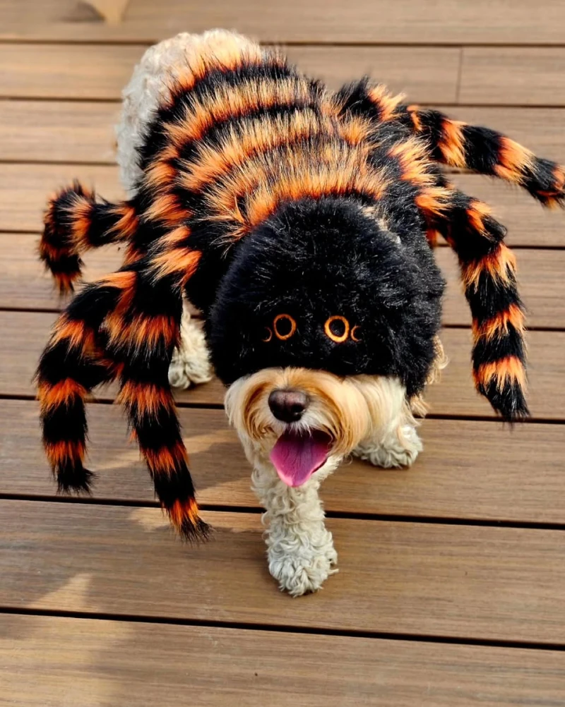 14. Fuzzy Spider Costume with Orange Striped Legs on a Small Dog