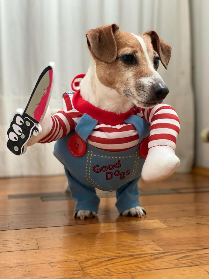 14. Striped Shirt and Blue Overalls with Plush Knife on a Jack Russell Terrier
