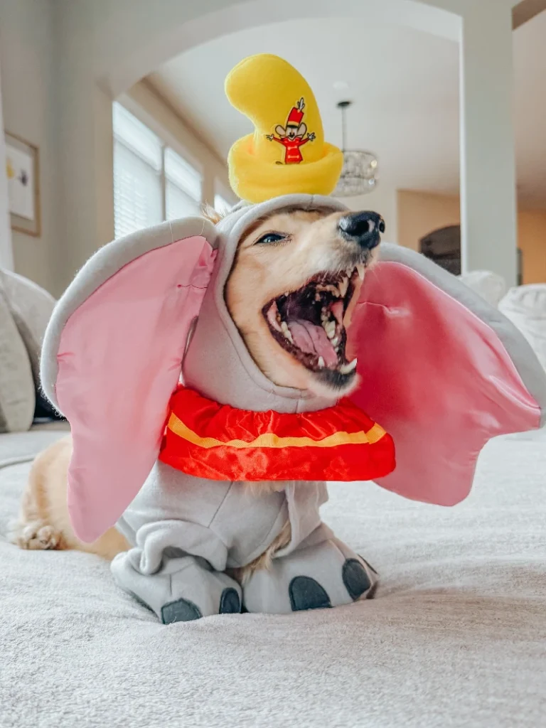 15. Dumbo Elephant Costume with Big Pink Ears on Small Dog Wearing Yellow Character Hat