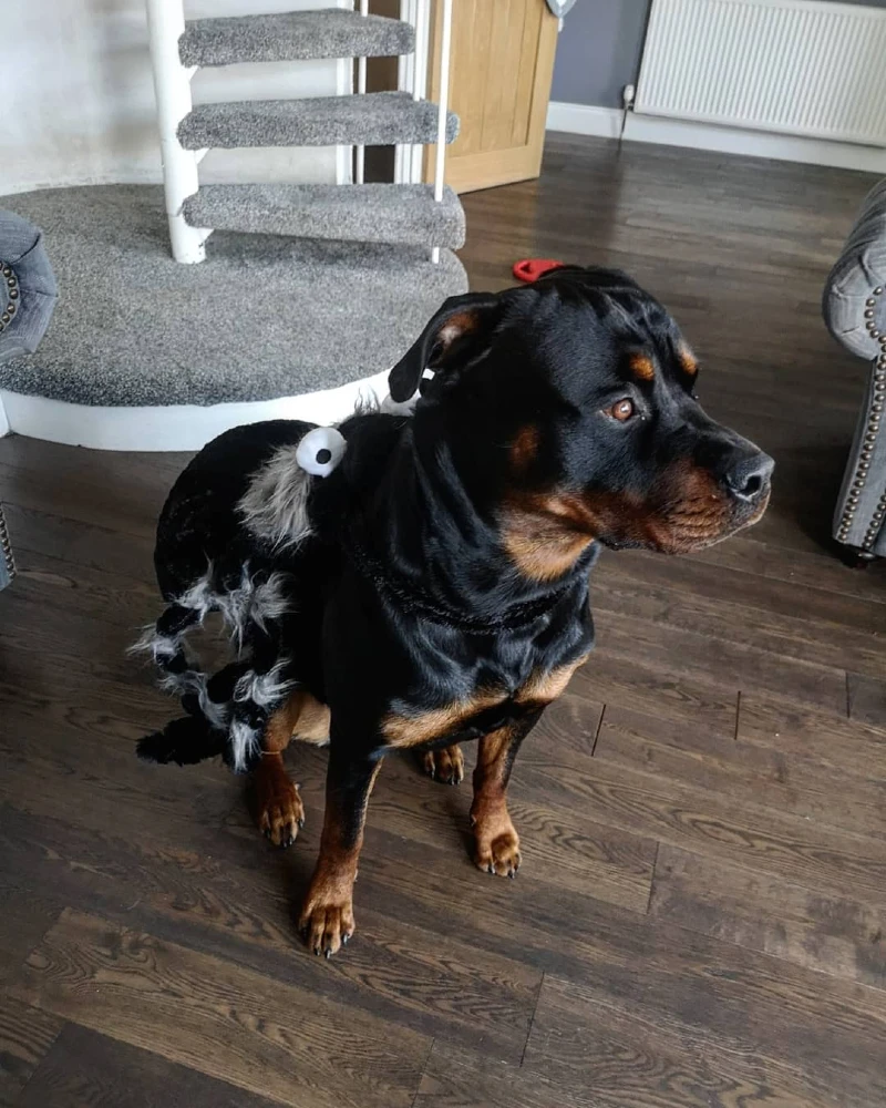 15. Fluffy Skunk-Inspired Tail Costume on Rottweiler