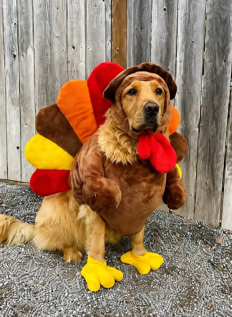 15. Full Turkey Body Costume with Feather Fan Back on Golden Retriever Outdoors