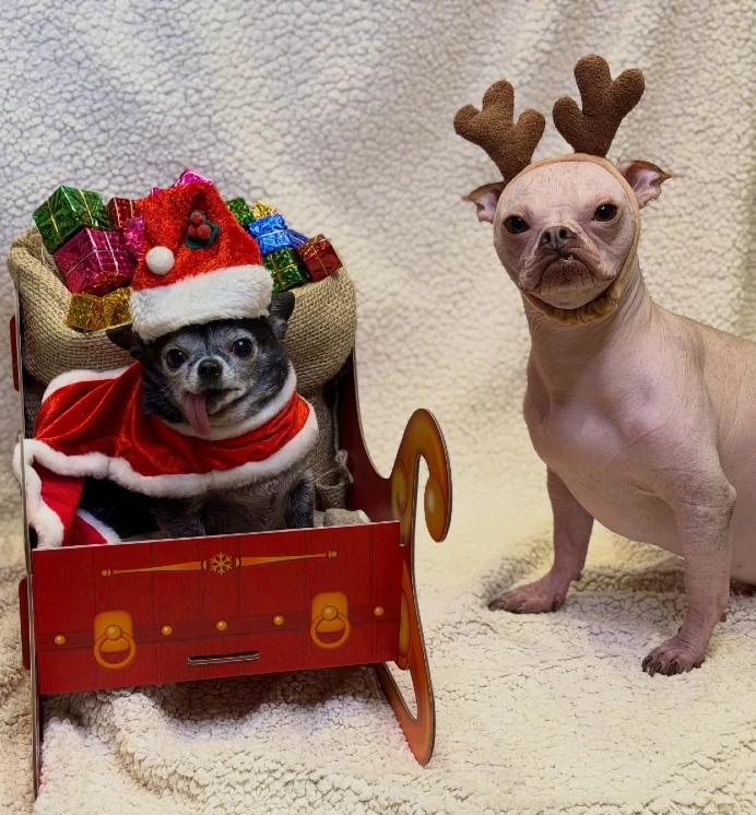 15. Santa Sleigh Chihuahua Duo with Gift-Filled Sled and Reindeer Antlers Indoors