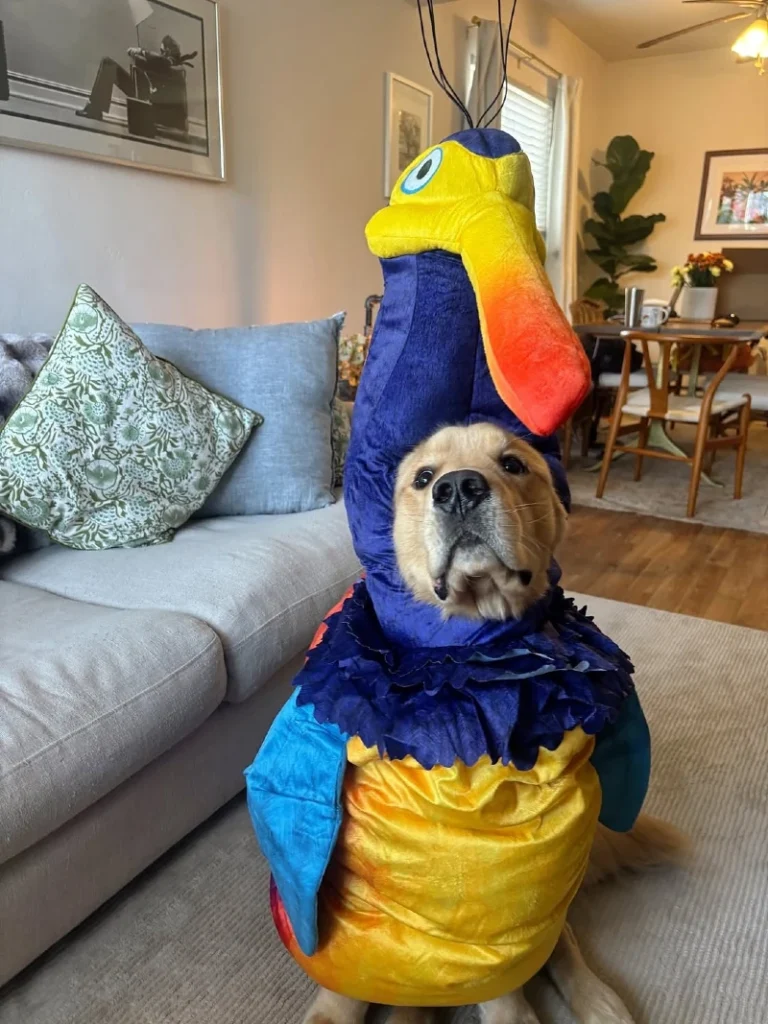 15. Vibrant Toucan Turkey Costume with Rainbow Wings on a Sitting Dog Indoors