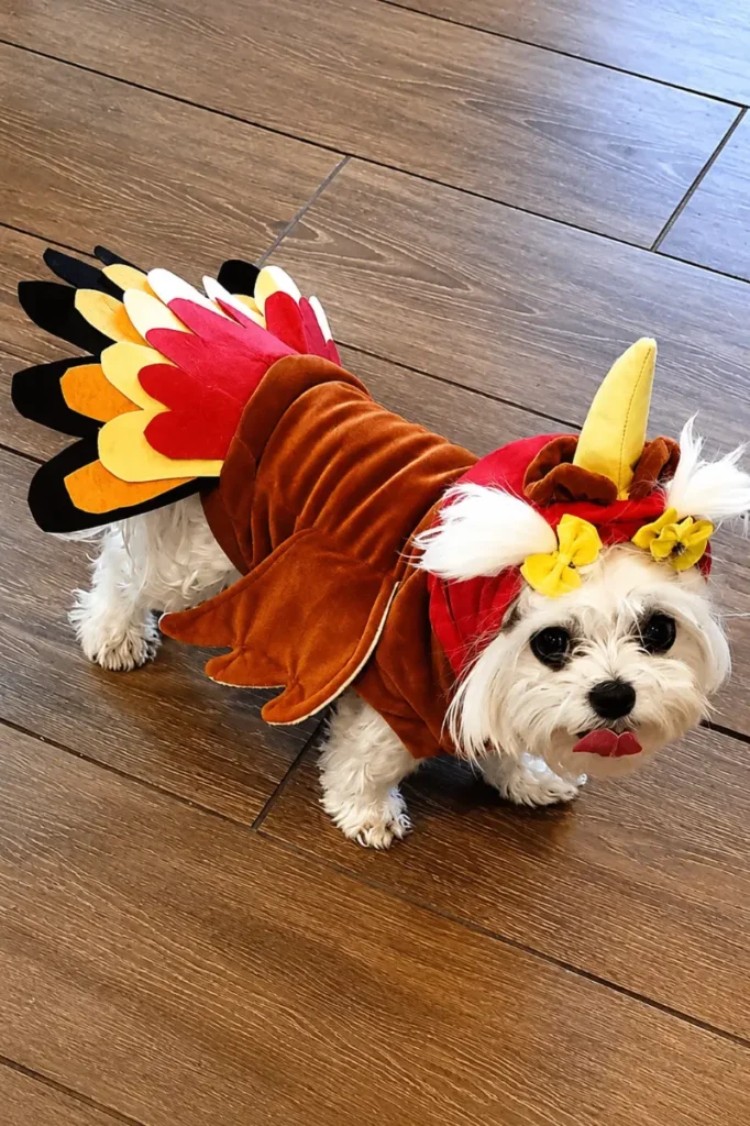16. Feathered Turkey Hood Costume with Full Tail Fan on Small White Dog Indoors