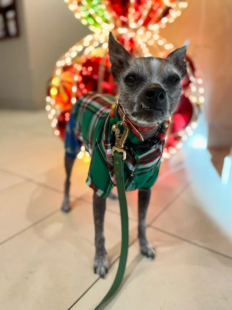 16. Green Plaid Holiday Sweater Dog on Indoor Floor with Festive Light Bokeh Background