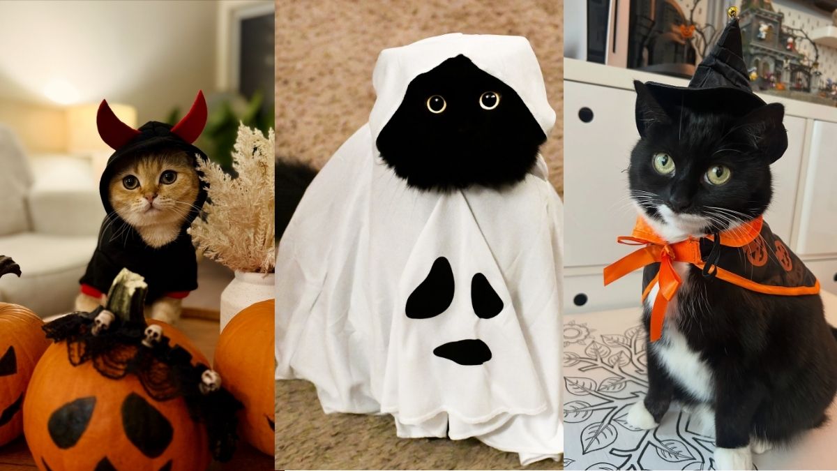 17 Black Cat Halloween Costume Ideas That Lean Into the Mood