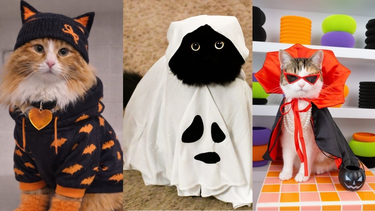 17 Cat Halloween Costume Ideas Your Cat Might Actually Tolerate