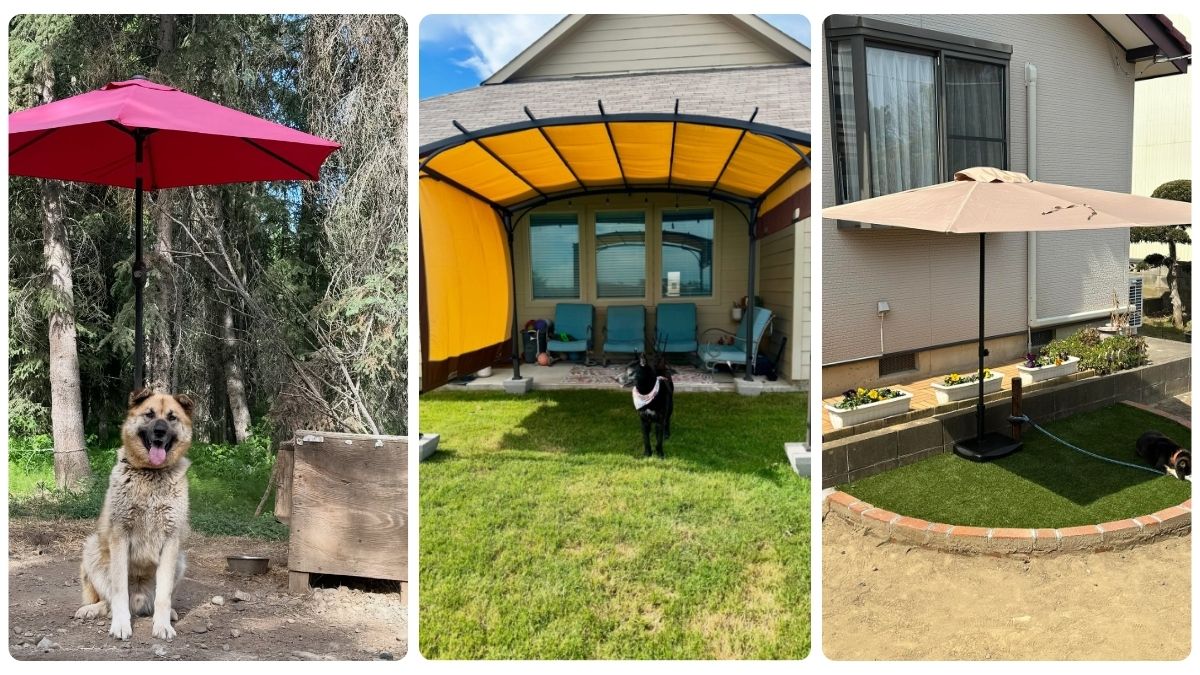 17 Easy Dog Shade Ideas for Yards With No Trees