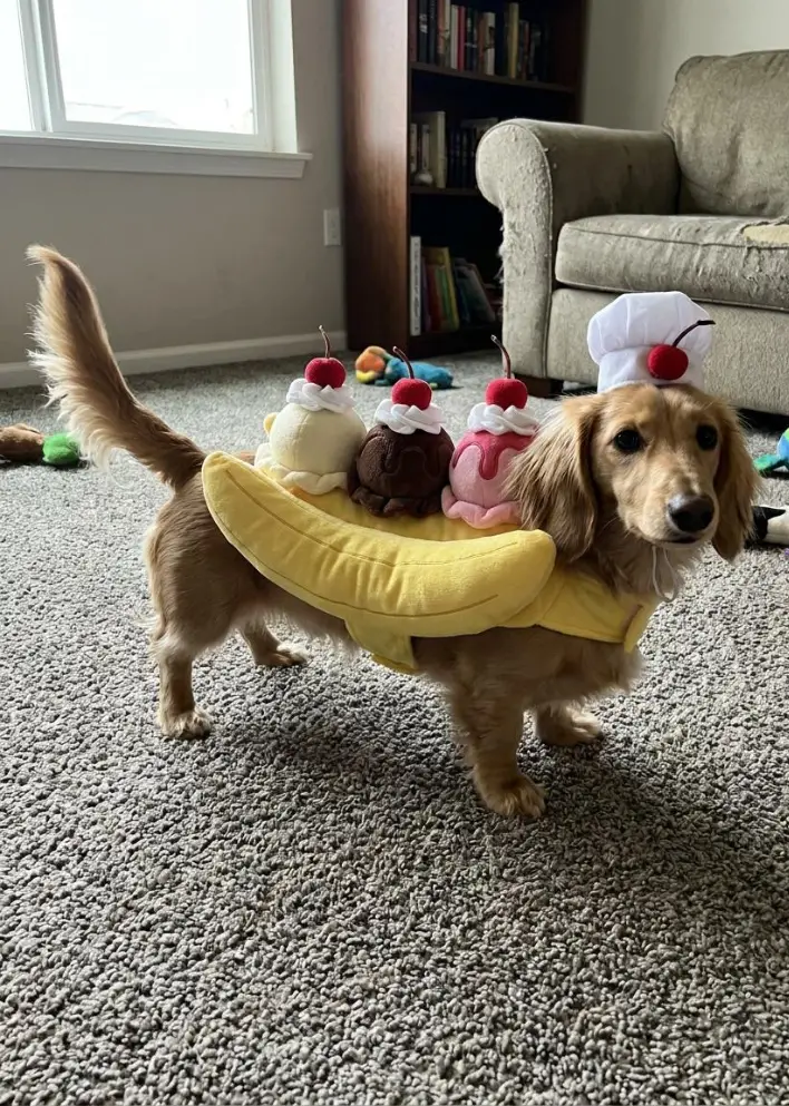 17. Banana Split Hot Dog Costume with Chef Hat and Dessert Toppings