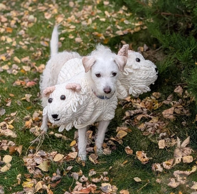 17. Chunky Knit Three-Headed Dog Costume on a White Terrier