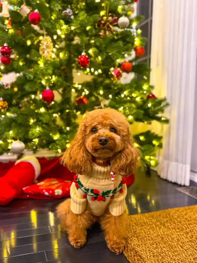 17. Cream Ribbed Sweater with Holly Berry Pattern on a Cavapoo
