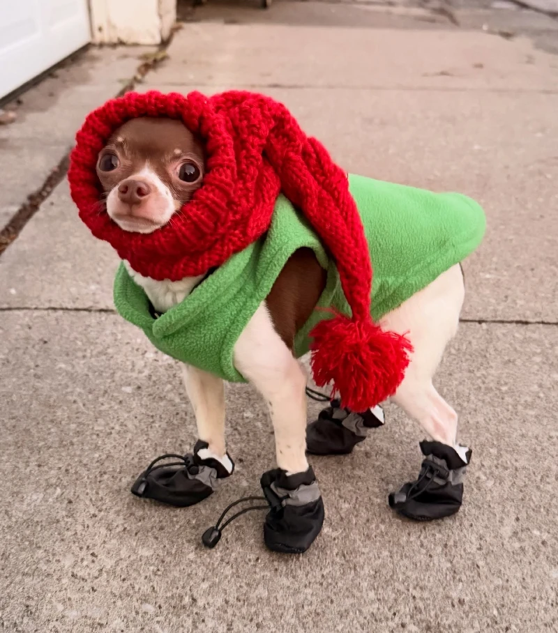 17. Green Winter Coat Chihuahua with Red Knitted Hood and Booties Standing on Outdoor Pavement