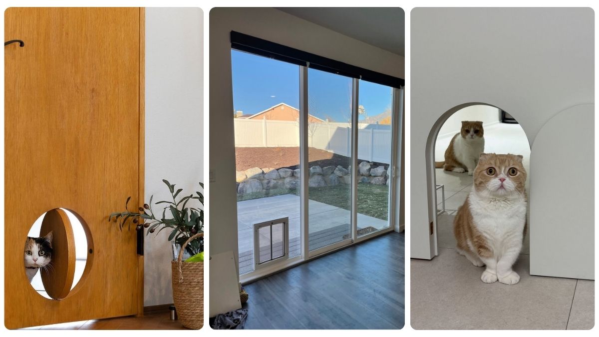 18 DIY Cat Door Ideas for Walls, Windows, and Doors