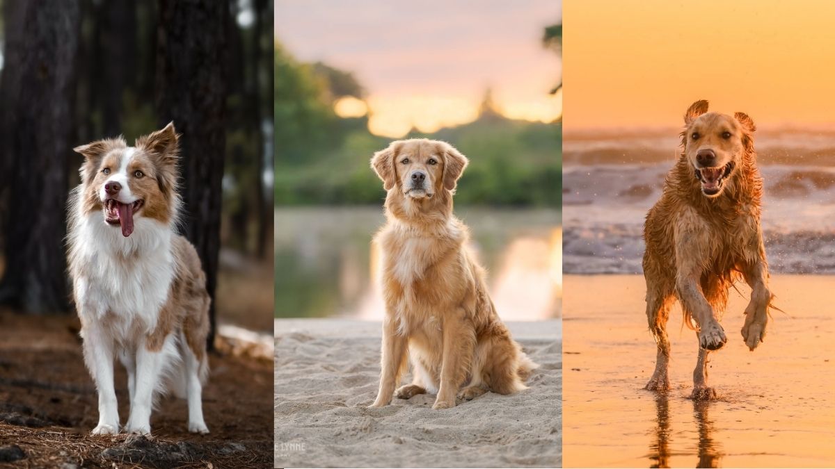 18 Dog Photoshoot Ideas With the Owner You'll Want to Frame