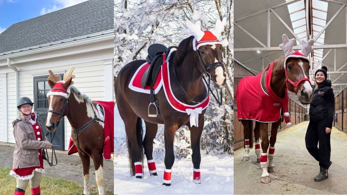 18 Horse Christmas Costume Ideas Worth the Barn Photo