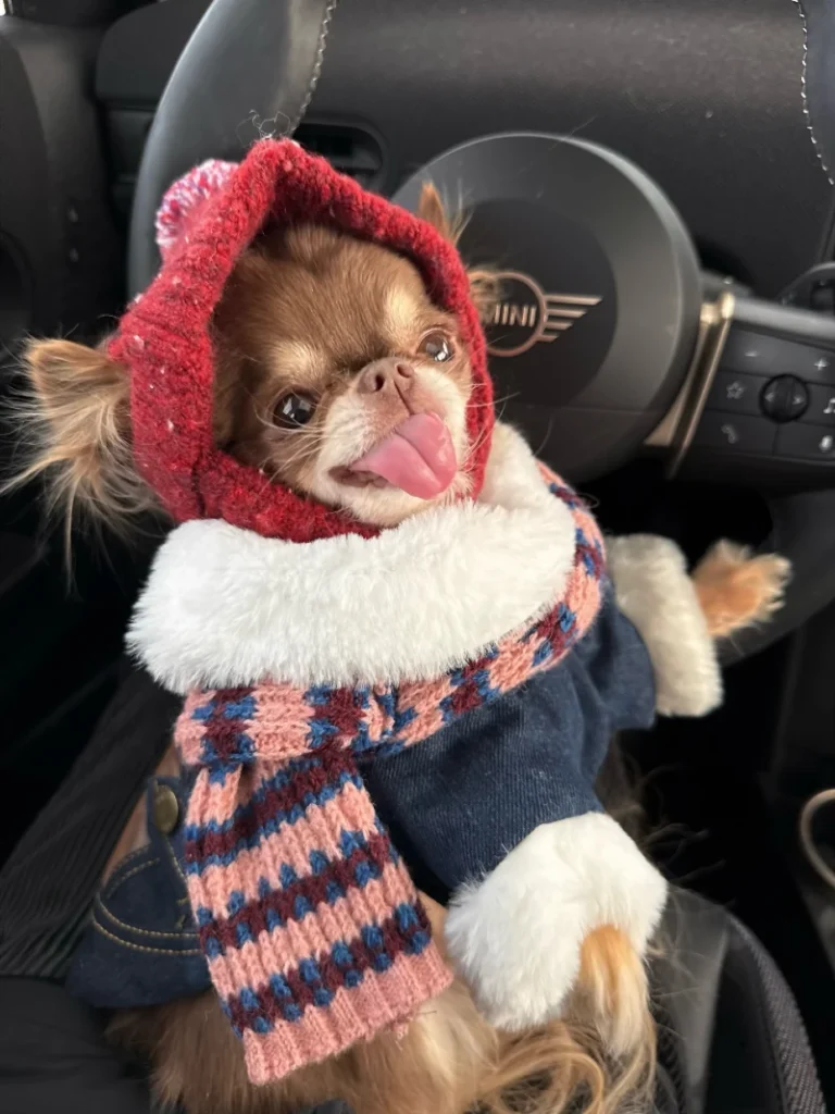 18. Red Knitted Hood and Plaid Scarf Chihuahua in Denim Winter Jacket Inside Car