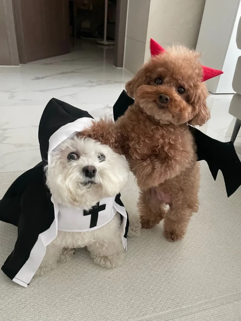 18. Vampire Priest Costume and Devil Horn Duo on Two Small Dogs