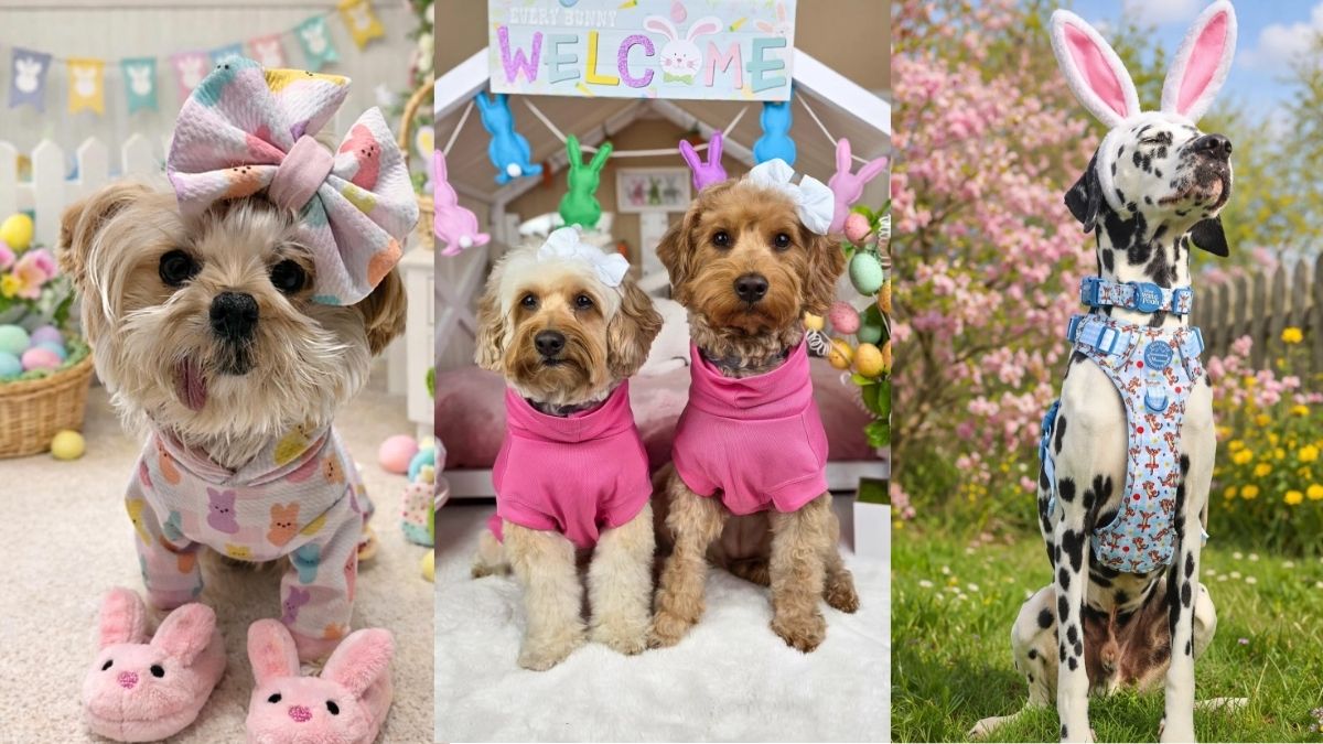 19 Dog Easter Outfit Ideas From Bunny Ears to Pastel Bows