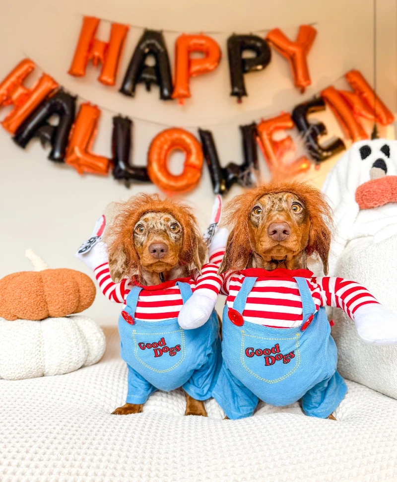 19. Matching βGood Dogsβ Clown Wig Costume Duo with Halloween Banner Backdrop