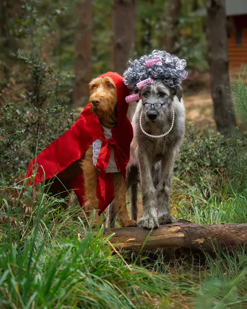 19. Red Riding Hood Cape Golden Dog and Vintage Curlers Granny Dog Duo