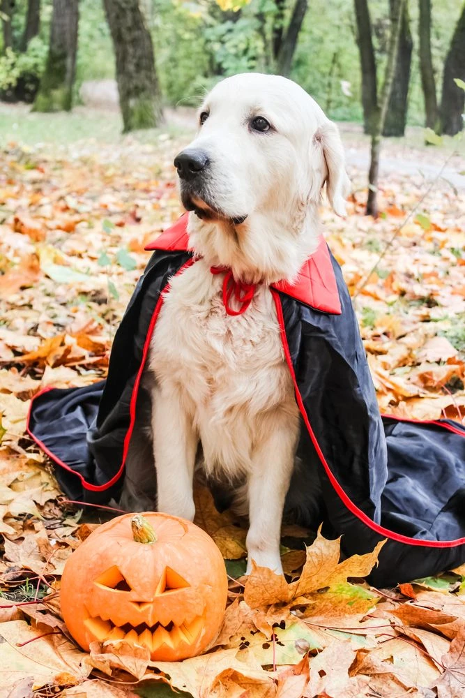 2. Black Vampire Cape with Carved Pumpkin Accent