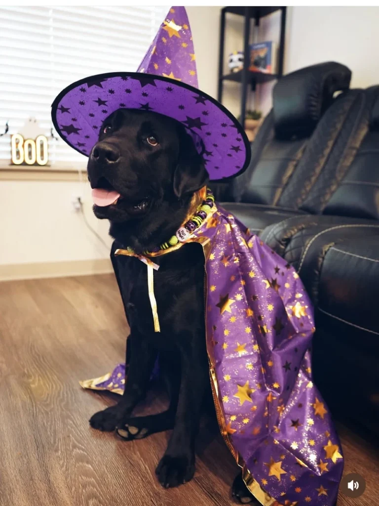 2. Purple Witch Hat and Starry Cape on a Black Labrador