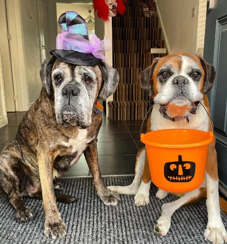 2. Witch Hat and Pumpkin Bucket Trick-or-Treat Duo Costumes on Two Senior Dogs